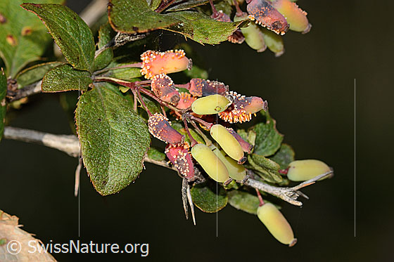 Foto: Gewöhnliche Berberitze (Berberis vulgaris). Blätter und unreife Früchte (Beeren).