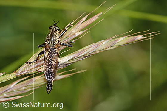 Photo: Didysmachus picipes. 14 - 18mm. Male. View from above.