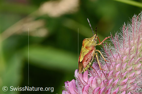 Foto: Wahrscheinlich Purpur-Fruchtwanze (Carpocoris purpureipennis) an Purpur-Klee (Trifolium rubens). Länge 11 - 14mm. Ansicht von seitlich oben.