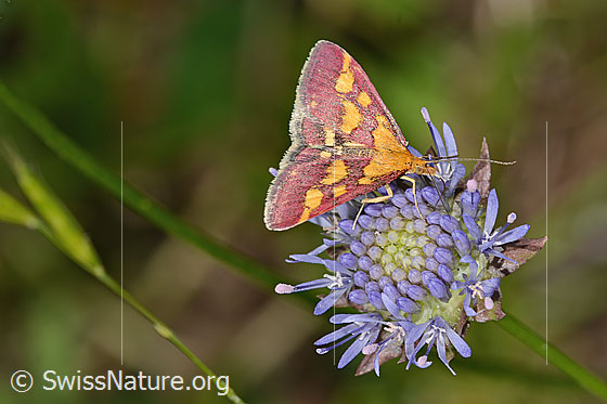 Purpurroter Zünsler (Pyrausta purpuralis) auf Berg-Jasione (Jasione montana)