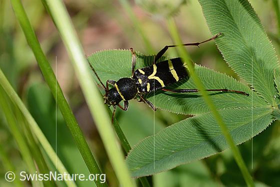 Foto: Gemeiner Widderbock (Clytus arietis). Länge 7 - 14mm. Ansicht von oben.