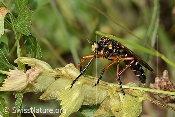 Kleine Wolfsfliege (Molobratia teutonus)
