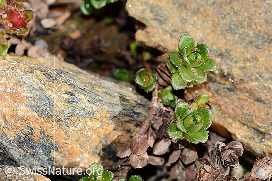 Foto: Zweiblütiger Steinbrech (Saxifraga biflora). Blätter.