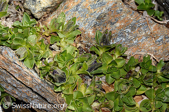 Foto: Mont Cenis-Glockenblume (Campanula cenisia). Ganze Pflanze (Habitus). Blüten noch geschlossen. Höhe: ca. 1cm.