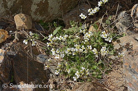 Photo: Arabis alpina. Whole plant (habiti). Height: 5cm.