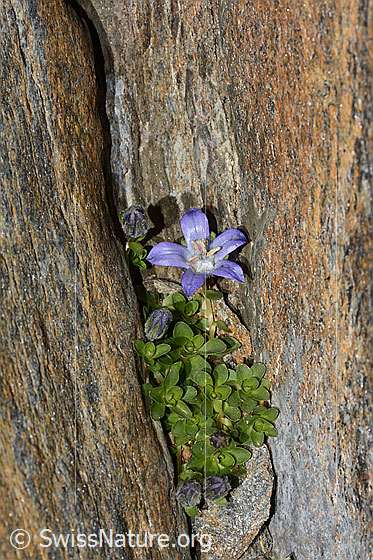 Foto: Mont Cenis-Glockenblume (Campanula cenisia). Ganze Pflanze (Habitus).