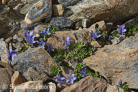 Foto: Mont Cenis-Glockenblume (Campanula cenisia). Ganze Pflanzen (Habitus).
