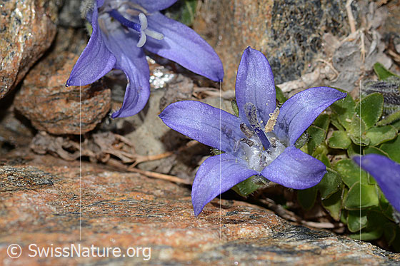 Foto: Mont Cenis-Glockenblume (Campanula cenisia). Blüte.