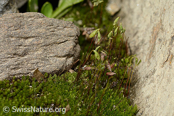 Foto: Wahrscheinlich Haar-Birnmoos (Bryum capillare). Ganze Pflanze (Habitus). Ansicht von der Seite. Höhe: ca. 1.5cm.