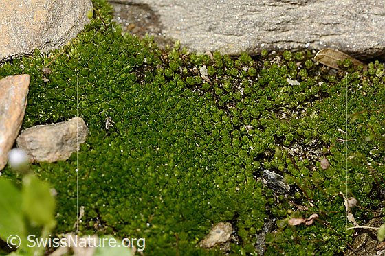 Foto: Wahrscheinlich Haar-Birnmoos (Bryum capillare). Ganze Pflanze (Habitus). Ansicht von oben.