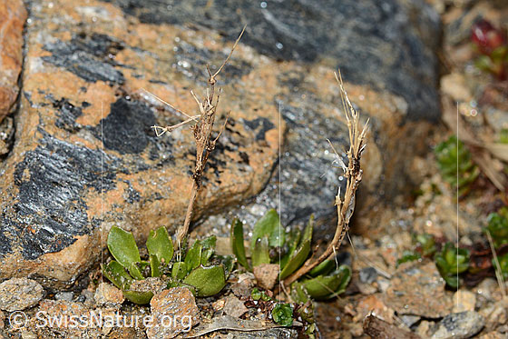 Photo: Arabis caerulea. Fresh leaves with stems and flowers from the previous year. Height: ca. 3cm.