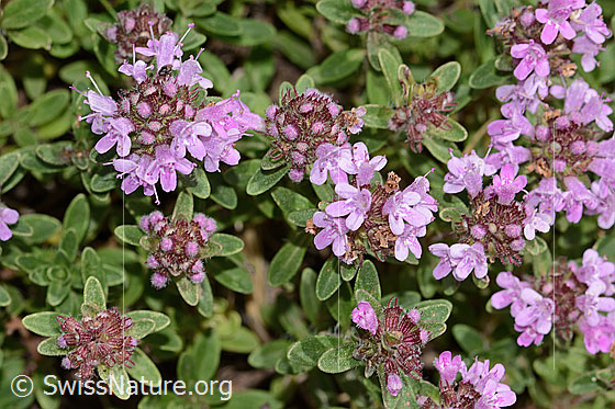 Frühblühender Thymian (Thymus praecox ssp. praecox)