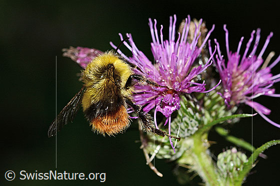 Foto: Wiesenhummel (Bombus pratorum) an Sumpf-Kratzdistel (Cirsium palustre). Länge 9 - 17mm. Ansicht von seitlich hinten.