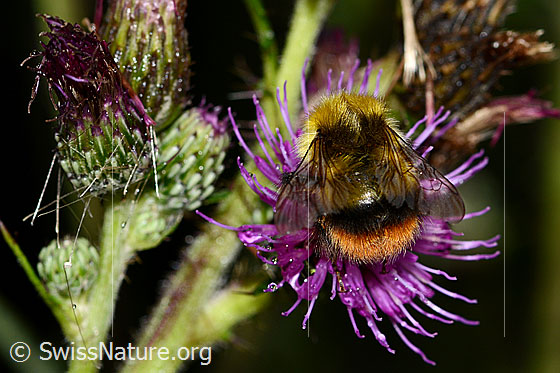 Foto: Wiesenhummel (Bombus pratorum) an Sumpf-Kratzdistel (Cirsium palustre). Länge 9 - 17mm. Ansicht von oben.
