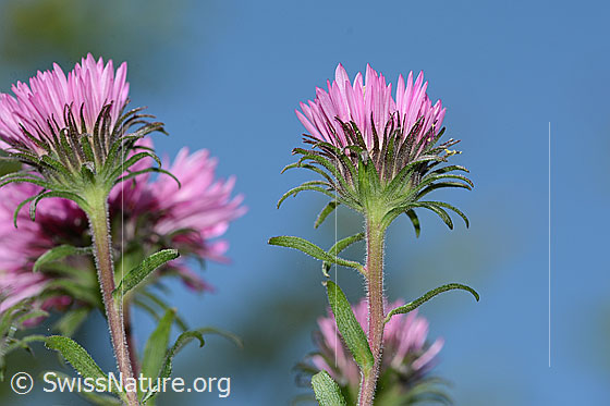 Foto: Neuenglische Aster (Aster novae-angliae). Blüten und Hüllblätter.