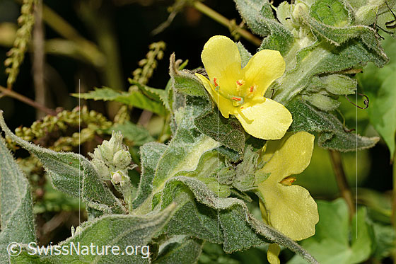 Foto: Grossblütige Königskerze (Verbascum densiflorum). Blüten und Blätter.