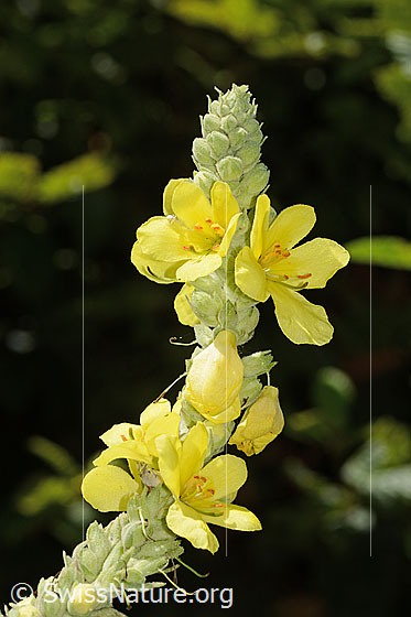 Foto: Grossblütige Königskerze (Verbascum densiflorum). Blüten.