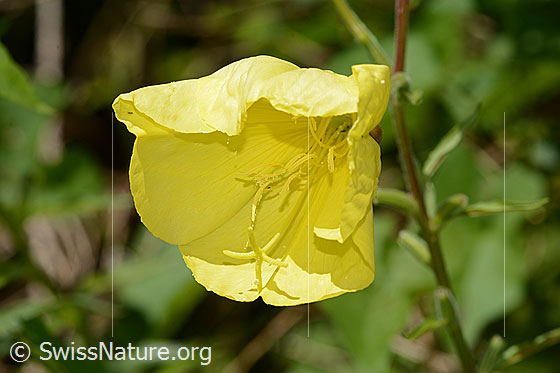 Foto: Zweijährige Nachtkerze (Oenothera biennis). Blüte.