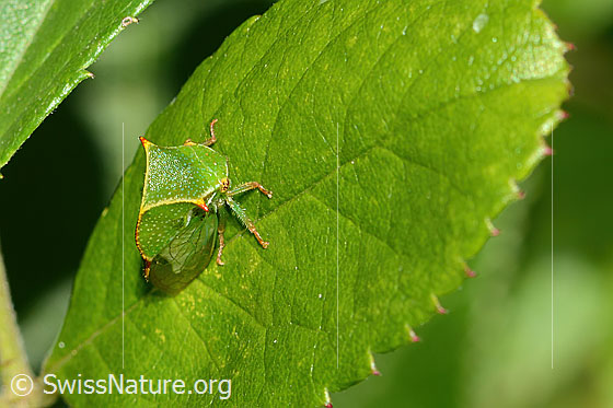 Foto: Büffelzikade (Stictocephala bisonia). Ansicht von seitlich oben.