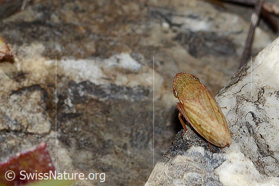 Sumpferdzikade (Stroggylocephalus agrestis)