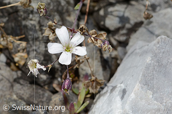 Photo: Silene rupestris. Blossom. View from above.