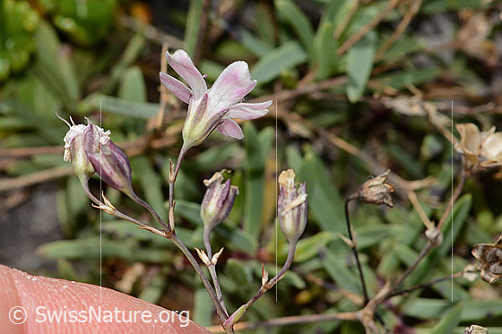Photo: Silene rupestris. Stem, calyx and blossom. View from the side.