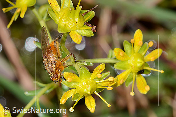 Photo: Scathophaga stercoraria on Saxifraga aizoides. Length 10mm. Male. View from the side above.