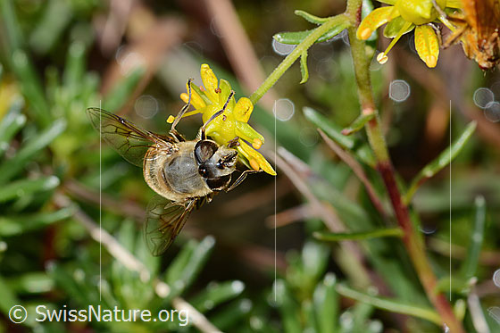 Photo: Eristalis tenax on Saxifraga aizoides. Length 14mm. Female. View from top front.
