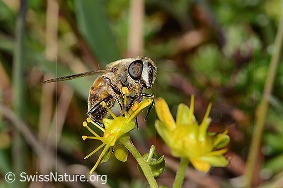 Foto: Mistbiene (Eristalis tenax) auf Bewimpertem Steinbrech (Saxifraga aizoides). Länge 14mm. Weibchen. Ansicht von seitlich vorne.
