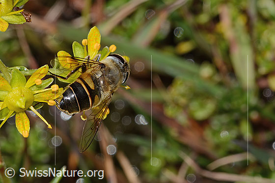 Photo: Eristalis tenax on Saxifraga aizoides. Length 14mm. Female. View from behind top.