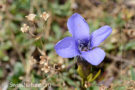 Foto: Gefranster Enzian (Gentiana ciliata). Blüte.