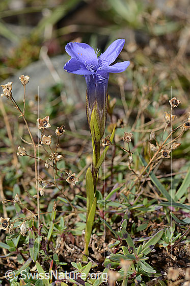 Foto: Gefranster Enzian (Gentiana ciliata). Ganze Pflanze (Habitus). Ansicht von der Seite.