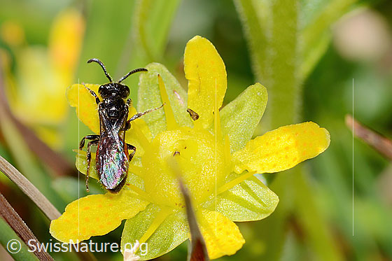 Photo: Probably Sphecodes pellucidus on Saxifraga aizoides. Length 7mm. Female. View from above.