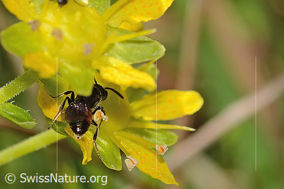 Photo: Probably Sphecodes pellucidus on Saxifraga aizoides. Length 7mm. Female. View from behind top.