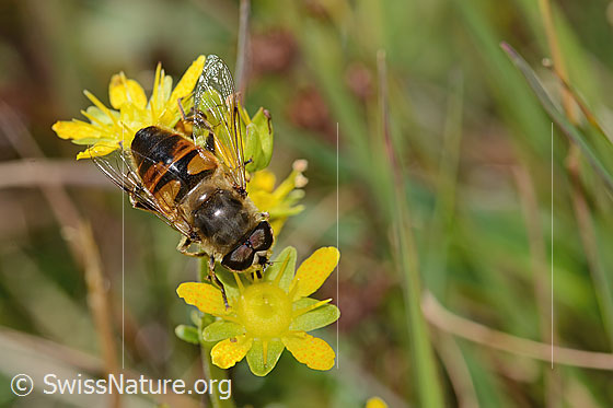 Photo: Eristalis tenax on Saxifraga aizoides. Length 14mm. Male. View from above.