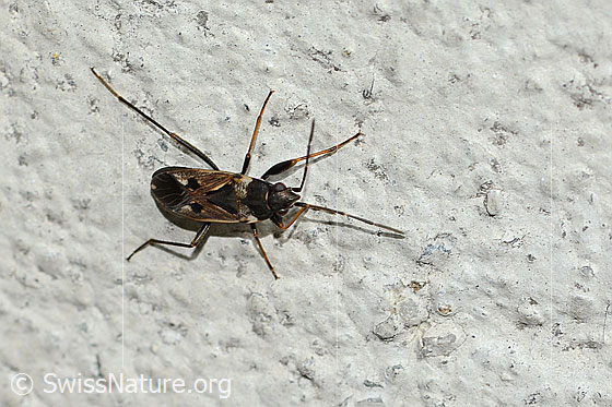 Foto: Gemeine Bodenwanze (Rhyparochromus vulgaris). Länge 7mm. Ansicht von oben.