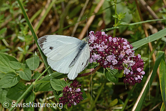 Photo: Pieris napi on Origanum vulgare. Male. Wings half open. View from the side above.