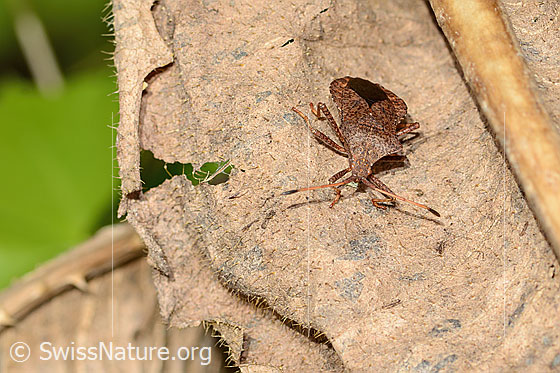 Foto: Grosse Randwanze (Coreus marginatus). Länge 11 - 15mm. Ansicht von vorne oben.