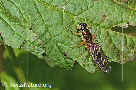 Foto: Dungwaffenfliege (Sargus bipunctatus). Länge 13mm. Weibchen. Ansicht von oben.