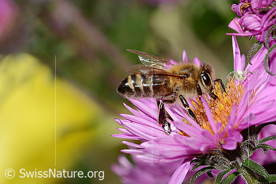 Photo: Apis mellifera on Aster novae-angliae. View from the side.
