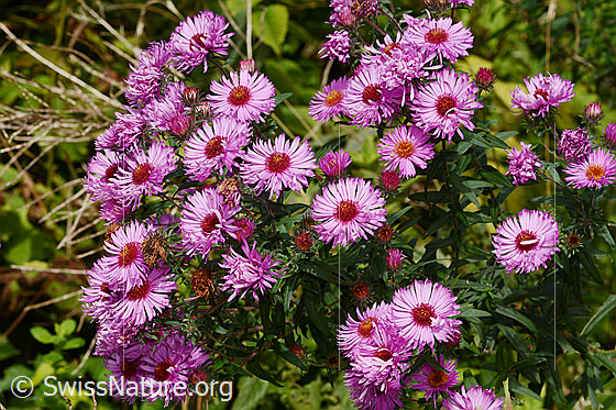 Photo: Aster novae-angliae. Blossoms.