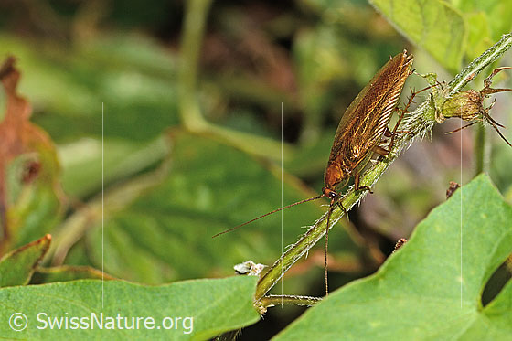 Foto: Bernstein-Waldschabe (Ectobius vittiventris). Länge 13mm. Männchen. Ansicht von seitlich oben.