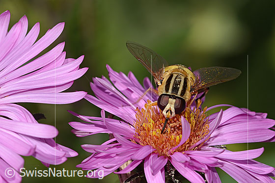 Foto: Grosse Sumpfschwebfliege (Helophilus trivittatus) auf Neuenglischer Aster (Aster novae-angliae).  Länge 16mm. Weibchen. Ansicht von vorne.