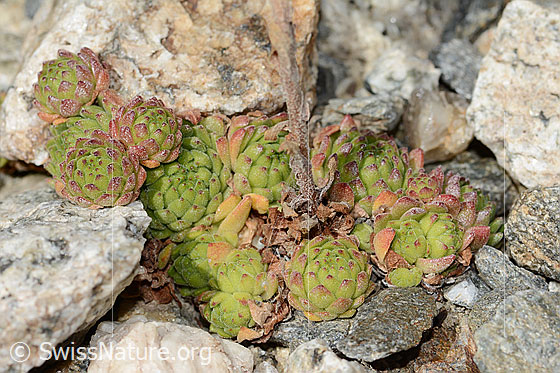 Photo: Sempervivum montanum. Leaf rosetten.