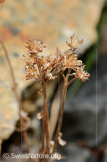 Moschus-Schafgarbe (Achillea erba-rotta ssp. moschata)
