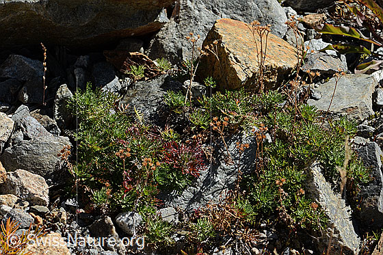 Foto: Moschus-Schafgarbe (Achillea erba-rotta ssp. moschata).