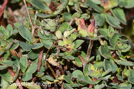 Foto: Alpen-Hornklee (Lotus alpinus). Blätter.
