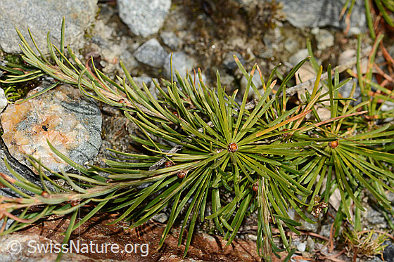 Photo: Larix decidua. Needles.