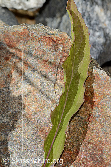 Foto: Alpen-Goldrute (Solidago virgaurea ssp. minuta).