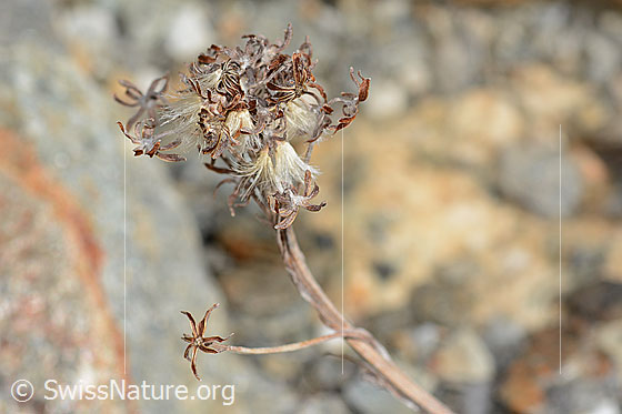 Foto: Graues Greiskraut (Senecio incanus). Verblühte Blüte und Stängel.